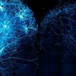 Un mapa tridimensional del cerebro con 300 neuronas &ndash; &iexcl;Cu&aacute;nta Ciencia! | Educaci&oacute;n Siglo XXI, Econom&iacute;a 4.0 | Scoop.it