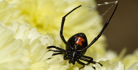 Des scientifiques découvrent un virus dont l’ADN est composé de gènes de la veuve noire | EntomoNews | Scoop.it