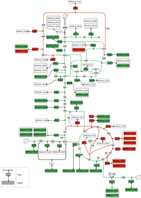 Systems-level analysis provides insights on methanol-based production of l-glutamate and its decarboxylation product γ-aminobutyric acid by Bacillus methanolicus | meg | RMH | Scoop.it