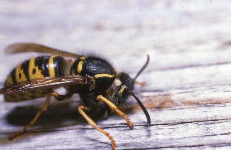 Suomen Luonto: Polistes dominula saapui Suomeen | 1Uutiset - Lukemisen t&auml;hden | Scoop.it