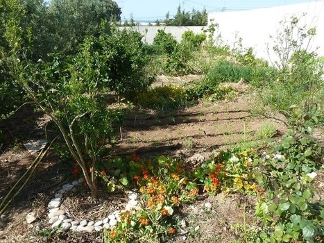 En Tunisie, le mouvement naissant d’une permaculture citoyenne | Les Colocs du jardin | Scoop.it