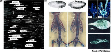 L'extinction des gènes induite par le complexe répressif Polycomb (PRC) est essentielle à l'identité et au développement des cellules, tant dans le règne végétal qu'animal : les avancées récentes p... | EntomoNews | Scoop.it