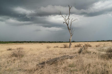 Zimbabwe declares El Nino drought a national disaster | Coastal Restoration | Scoop.it