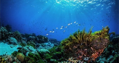 Les Seychelles émettent des obligations «bleues » | Biodiversité | Scoop.it