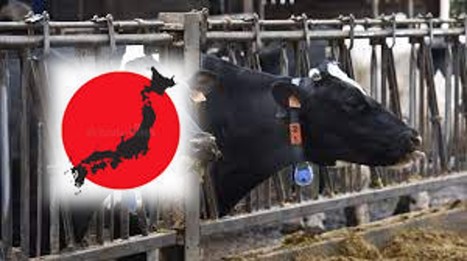 La crise laitière frappe le Japon : les faillites agricoles atteignent leur plus haut niveau en 10 ans | Lait de Normandie... et d'ailleurs | Scoop.it