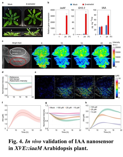 A Near Infrared Fluorescent Nanosensor for Spat...