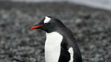 #Antarctic #Climat : Could climate change give penguins cataracts? Scientists investigate impact of longer ozone holes | World Oceans News | Scoop.it