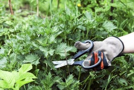 Luonto pursuaa nyt ilmaista sy&ouml;t&auml;v&auml;&auml; &ndash; testaa tunnetko villiyrttej&auml; | 1Uutiset - Lukemisen t&auml;hden | Scoop.it