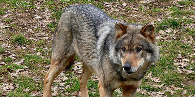 Les loups sont-ils de retour dans les Vosges? | Loup | Scoop.it