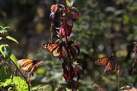 La mariposa Monarca llega a su reino - Sipse.com | Bichos en Clase | Scoop.it