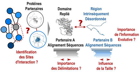 Interactions protéines-protéines : comment repousser les limites du révolutionnaire programme AlphaFold2 ? | Life Sciences Université Paris-Saclay | Scoop.it
