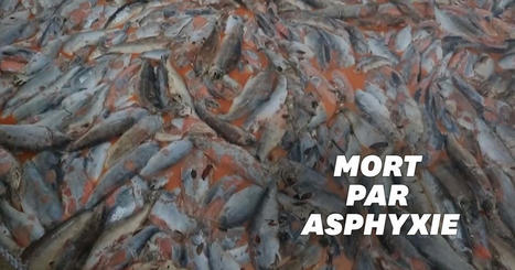 Au Chili, des algues tueuses d&eacute;truisent plus de 4000 tonnes de saumons | AM&Eacute;RIQUES | Scoop.it