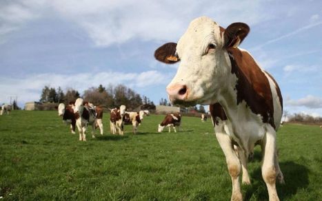 Allergies : les vertus du lait cru | Lait de Normandie... et d'ailleurs | Scoop.it