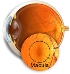 Unos 5 millones de españoles están en riesgo de padecer enfermedades de retina | Salud Visual 2.0 | Scoop.it