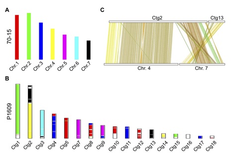 bioRxiv: Comparative genomic analysis revealed rapid differentiation in the pathogenicity-related gene repertoires between Pyricularia oryzae and Pyricularia penniseti isolated from a Pennisetum gr... | Plant Pathogenomics | Scoop.it