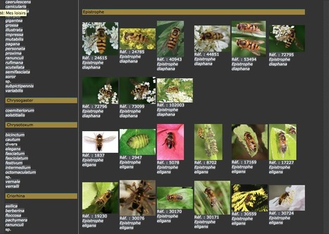 Conseils pour déterminer des insectes | Insect Archive | Scoop.it