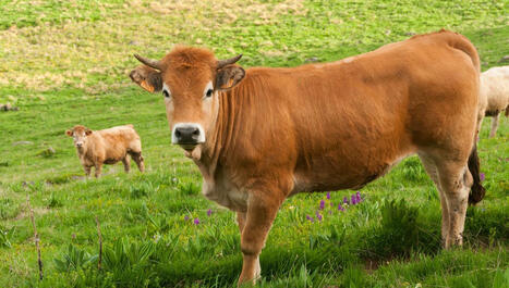 Un foyer de dermatose bovine d&eacute;tect&eacute; en Catalogne, 75 communes des Pyr&eacute;n&eacute;es-Orientales plac&eacute;es sous surveillance&nbsp; | Actualit&eacute;s de l'&eacute;levage | Scoop.it
