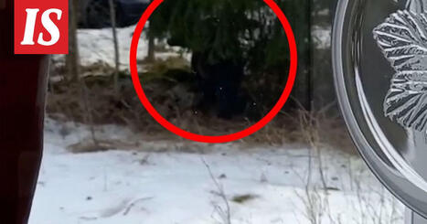 Video: Karhu py&ouml;ri Teuvon pihalla | 1Uutiset - Lukemisen t&auml;hden | Scoop.it