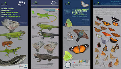 De nouveaux guides d'identification pour la faune des Antilles | Biodiversité | Scoop.it