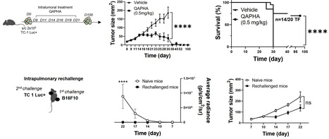 Une molécule ciblant HDAC6 entraîne le recrutement intratumoral de lymphocytes cytotoxiques CD4+ par le biais de l'augmentation du CMH-II sur les cellules cancéreuses du poumon | Life Sciences Université Paris-Saclay | Scoop.it