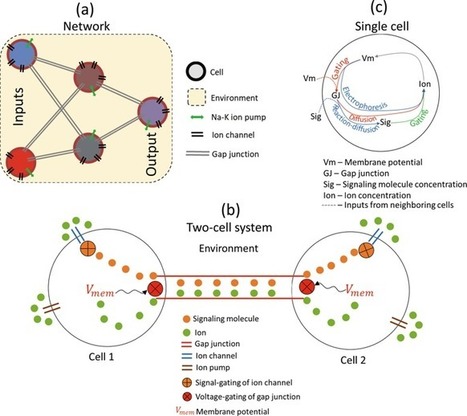 Modeling somatic computation with non-neural bioelectric networks | Papers | Scoop.it