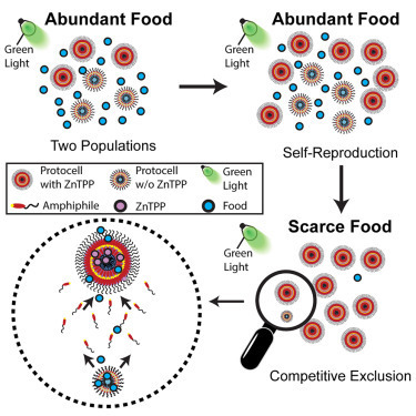 Competitive exclusion principle among synthetic non-biochemical protocells | Papers | Scoop.it