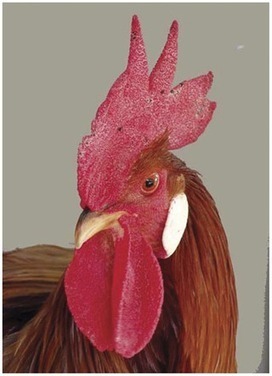 PLoS ONE: Evolutionary Pets: Offspring Numbers Reveal Speciation Process in Domesticated Chickens | Archaeology Articles and Books | Scoop.it