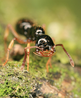 Risques sur le commerce et les échanges de fourmis | EntomoNews | Scoop.it