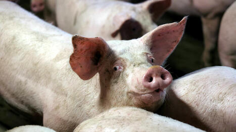 Guerre du cochon : cinq minutes pour comprendre le bras-de-fer commercial entre la Chine et l’Europe | Actualité Bétail | Scoop.it