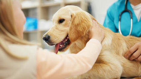 Des chiens pour mieux soigner aux urgences pédiatriques | Actualité sanitaire et sociale - CRDI Croix-Rouge Compétence                               Hauts-de-France | Scoop.it