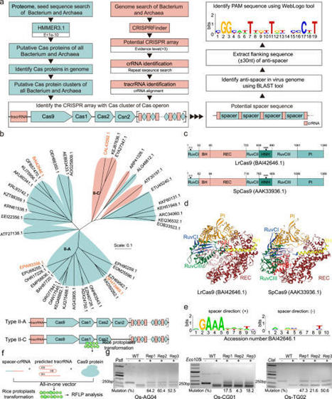 Efficient plant genome engineering using a probiotic sourced CRISPR-Cas9 system | NComm | RMH | Scoop.it