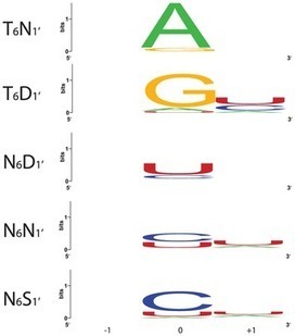 If you fancy RNA binding instead... A Combinatorial Amino Acid Code for RNA Recognition by Pentatricopeptide Repeat Proteins - PLOS Genetics | TAL effector science | Scoop.it