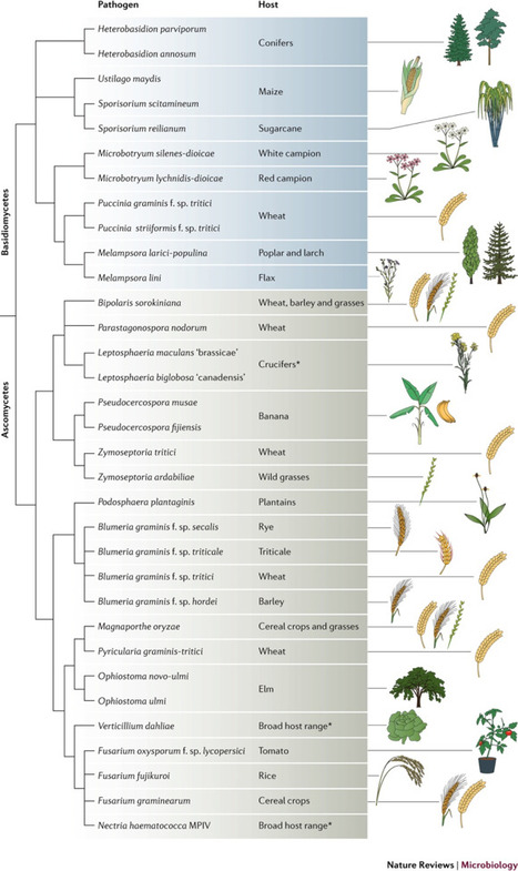 Nature Reviews Microbiology: Evolution and genome architecture in fungal plant pathogens (2017) | Plant Pathogenomics | Scoop.it