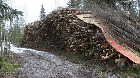 Puupohjaisten energiamuotojen hankkeet ovat kaatuneet halpaan fossiilienergiaan &minus; tilanne on kuitenkin muuttumassa - Mets&auml; | 1Uutiset - Lukemisen t&auml;hden | Scoop.it