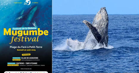 Mayotte va accueillir son premier Festival de la Baleine | Outremers360 | Revue de presse Cétacés | Scoop.it