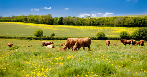 De l’azote aux protéines : comment notre consommation de viande et produits animaux affecte l’environnement | Elevage et environnement | Scoop.it