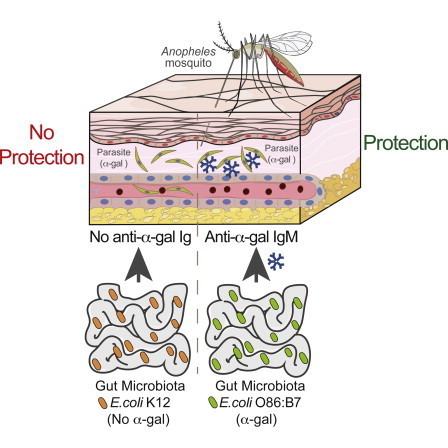 Le microbiote participe à la protection antipalustre | Le Quotidien du Medecin | EntomoNews | Scoop.it