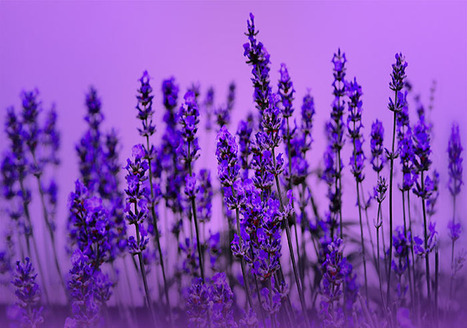 Lavendel | kostenlose-Bilder | Scoop.it