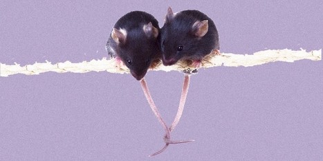 Empathic Rats: Recent research showing rodents' concern for their fellow species suggests empathy | Empathy and Animals | Scoop.it