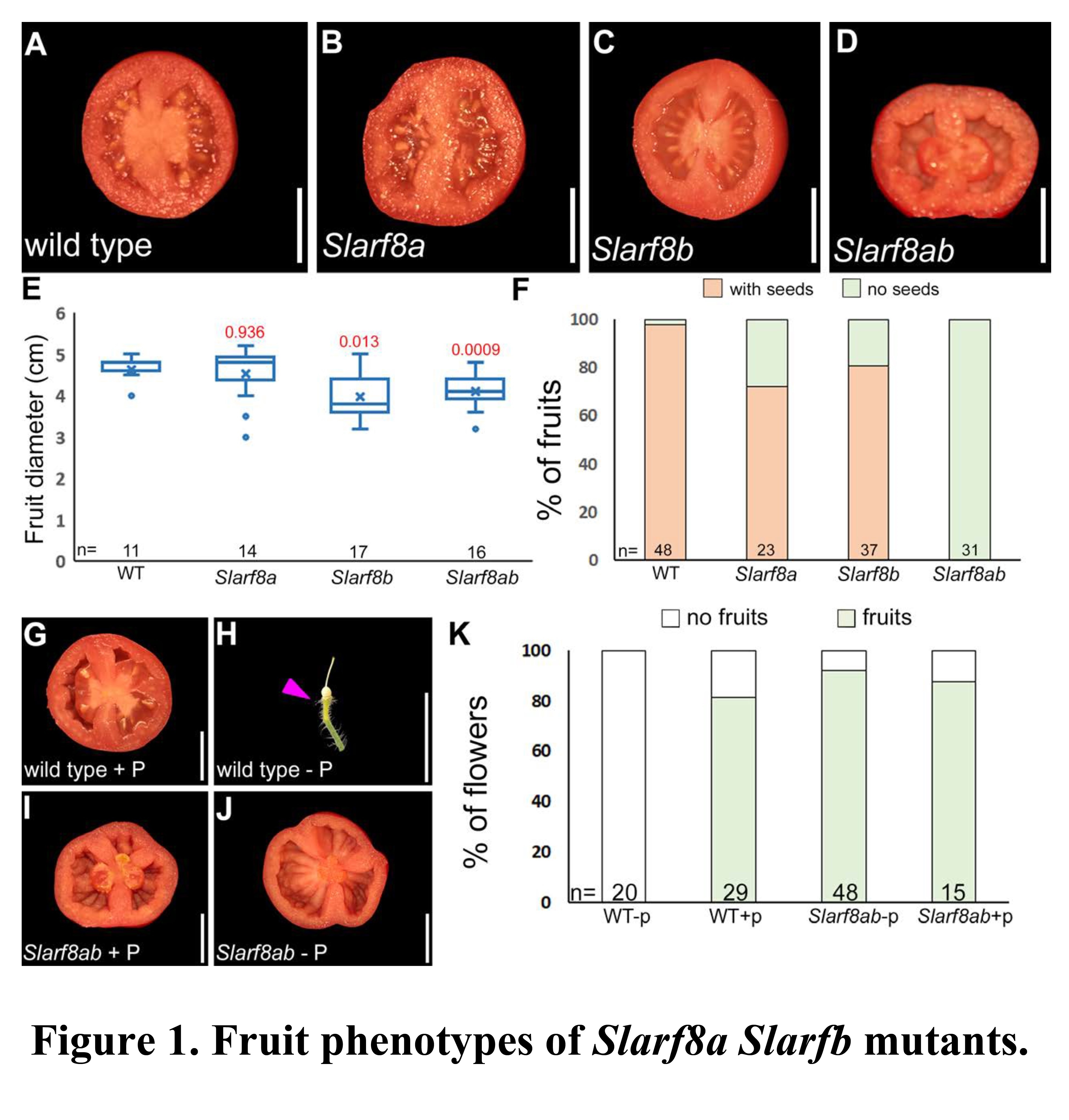 Modulating auxin response stabilizes tomato fru...