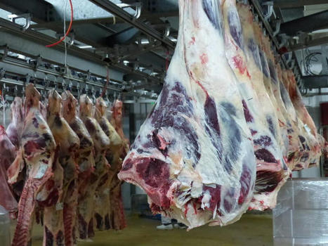 Baisse de 0,4 % du nombre de bovins abattus en 2021 | Actualité Bétail | Scoop.it