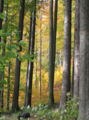 Journée Technique Forêt et Biodiversité en 2013 : les exposés en téléchargement | Insect Archive | Scoop.it