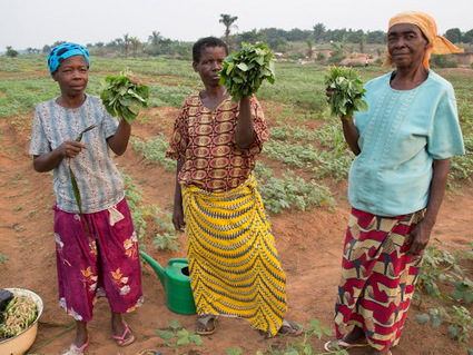 La FAO en première ligne dans la lutte contre l’insécurité alimentaire et la malnutrition en RDC | Questions de développement ... | Scoop.it