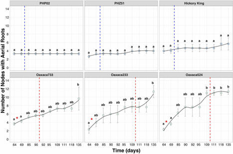 Aerial root formation in Oaxacan maize (Zea mays) landraces persists into the adult phase and is minimally affected by soil nitrogen and ambient humidity | Plant-Microbe Symbiosis | Scoop.it