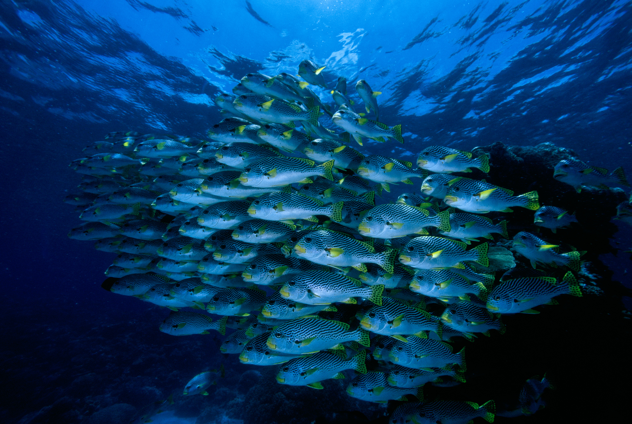 Какие рыбы плавают на поверхности. Дэвид Дубиле круг барракуд. Рыбы Адриатического моря. Рыбы Атлантического океана. Стая рыб.
