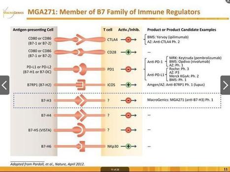 B7-H3 And PD-1: Are All Checkpoint Inhibitors Created Equal? (MGNX) - Seeking Alpha | Immunology and Biotherapies | Scoop.it