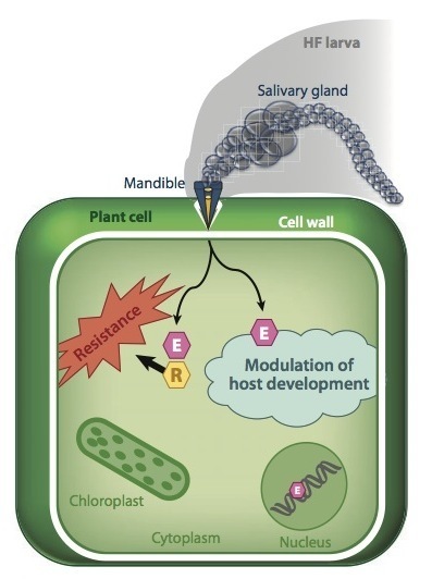 Annu Review Phytopathol: Gall Midges (Hessian Flies) as Plant Pathogens (2012) | Plants and Microbes | Scoop.it