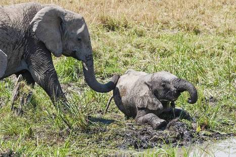 It's Time to Accept That Elephants, Like Us, Are Empathetic Beings | Empathy Movement Magazine | Scoop.it