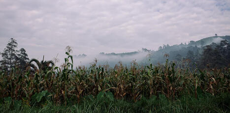 AFRICA: What will it take to make food secure?  | AFRIQUES | Scoop.it