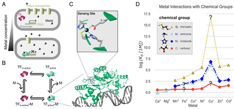 Compatibility of intracellular binding: Evolutionary design principles for metal sensors | pnas | RMH | Scoop.it